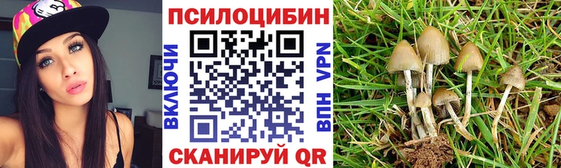 где купить   Куса  Галлюциногенные грибы Psilocybine cubensis 